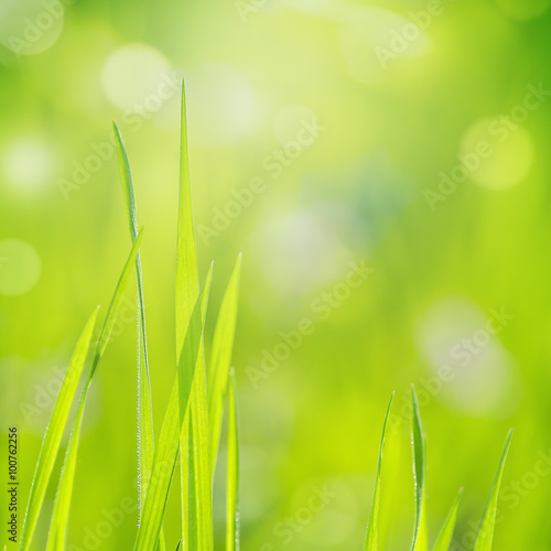Spring grass with blurry background - Square image