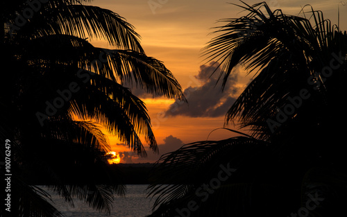 Photography Sunset through palm tree silhouette