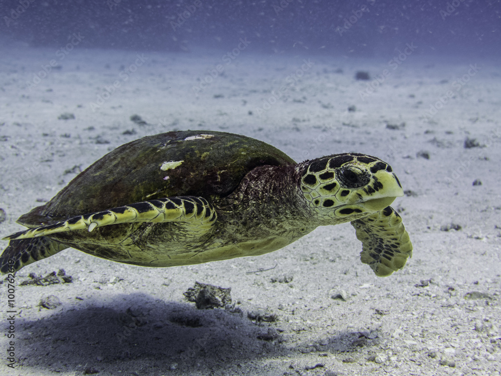 Obraz premium sea turtle