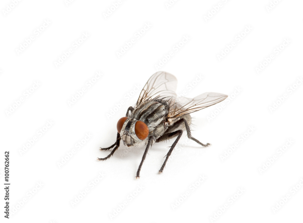 fly isolated on a white fly isolated on a white