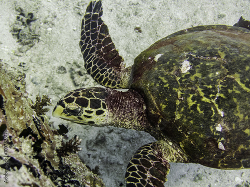 sea turtle