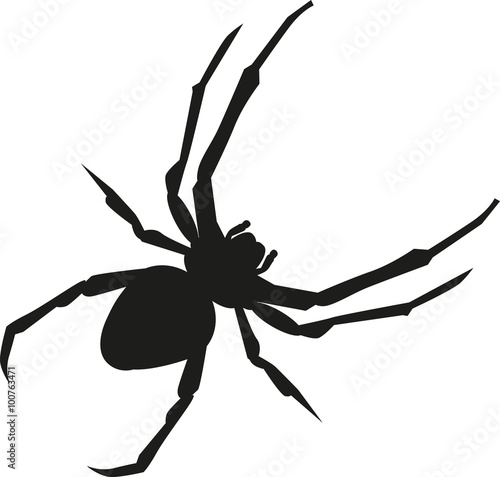 Spider realistic silhouette