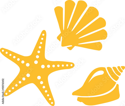 Shell snail star beach