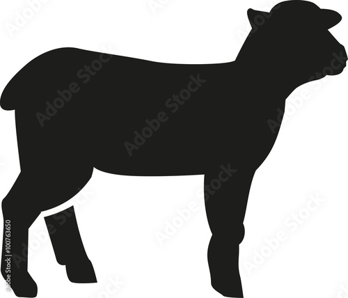 Obraz na plátne Lamb silhouette