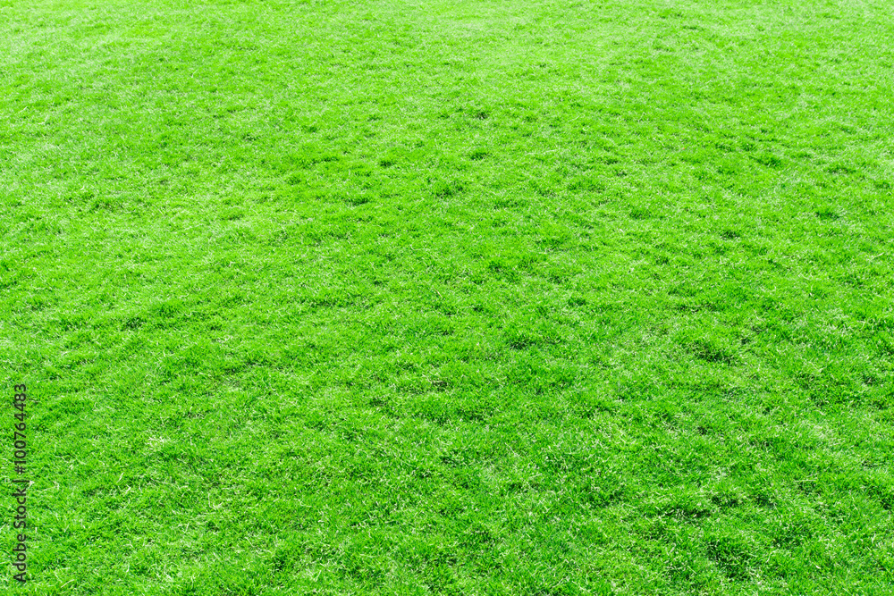 grass texture from a field grass texture from a field