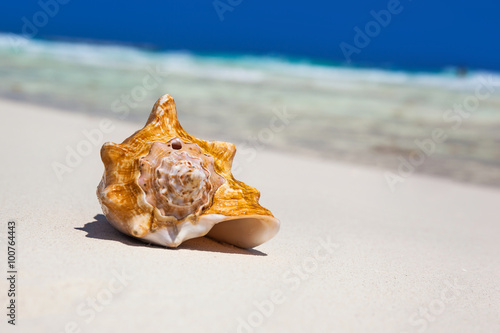 Sea shell on beach, close up