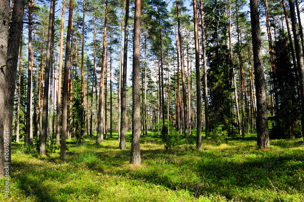 Naklejka premium Kiefernwald im Hochmoor Viru Raba / Estland 