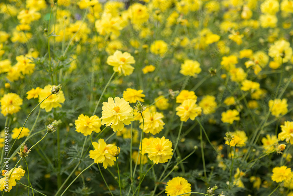 Soft-focus close-up of yellow flowers