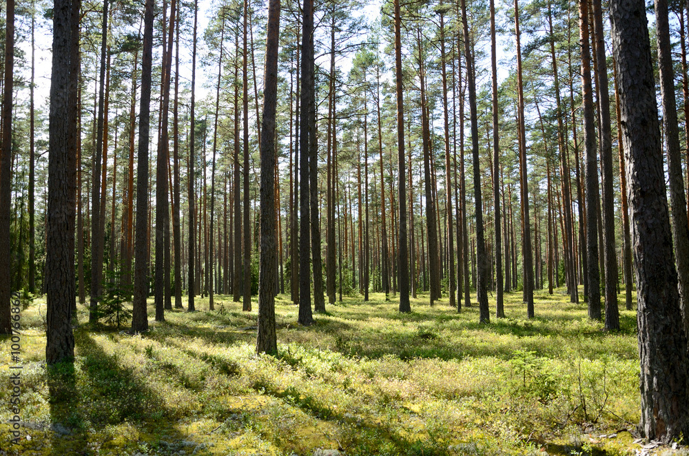 Kiefernwald im Hochmoor Viru Raba / Estland
Kiefernwald im Hochmoor Viru Raba / Estland