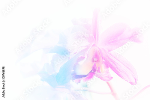 vivid color orchid in blur and soft style for background