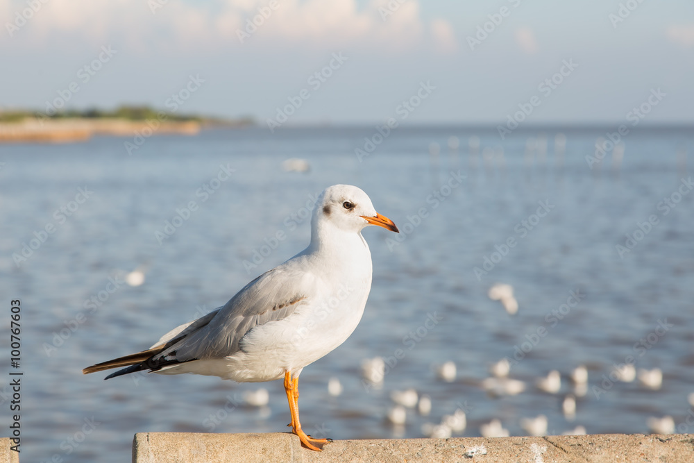 Seagull at Bangpu Seagull at Bangpu