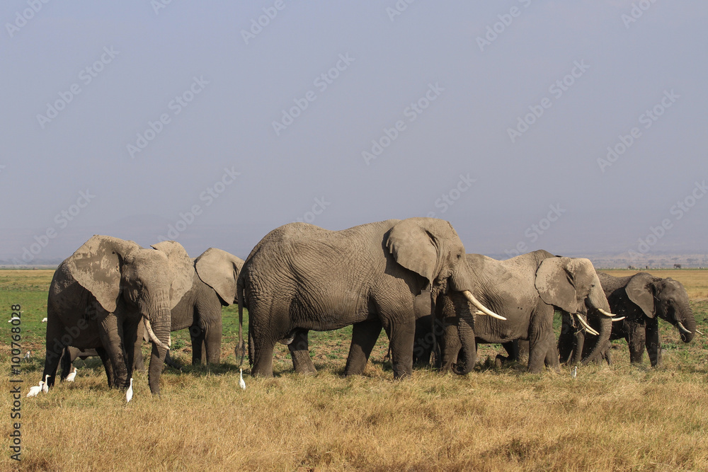 Fototapeta premium Amboseli