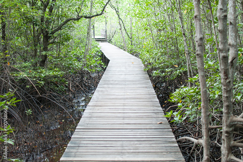 mangrove forest © thiraphon