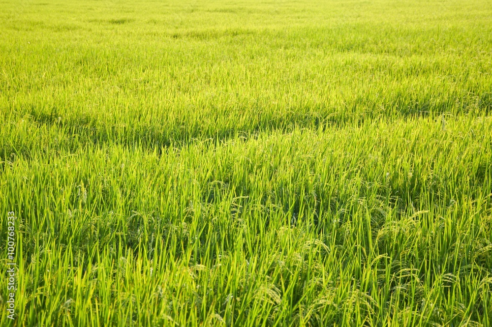 green rice tree in country Thailand