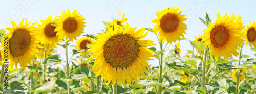 field of unripe sunflowers or helianthus in summer, selective focus