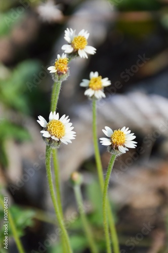 Coatbuttons flower in garden