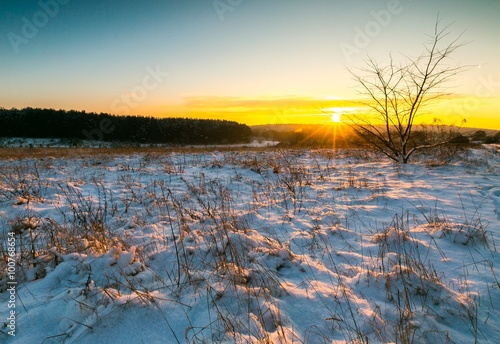 Beautiful winter fields and trees landscape