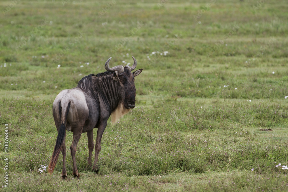 Naklejka premium Ngorongoro Crater