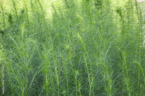 Asparagus racemosus plants