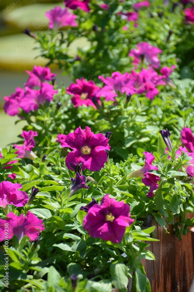 purple petunia flower in garden purple petunia flower in garden