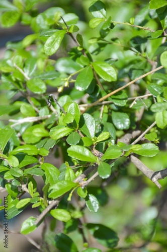 lose up green fukien tea leaves in nature garden © mansum008