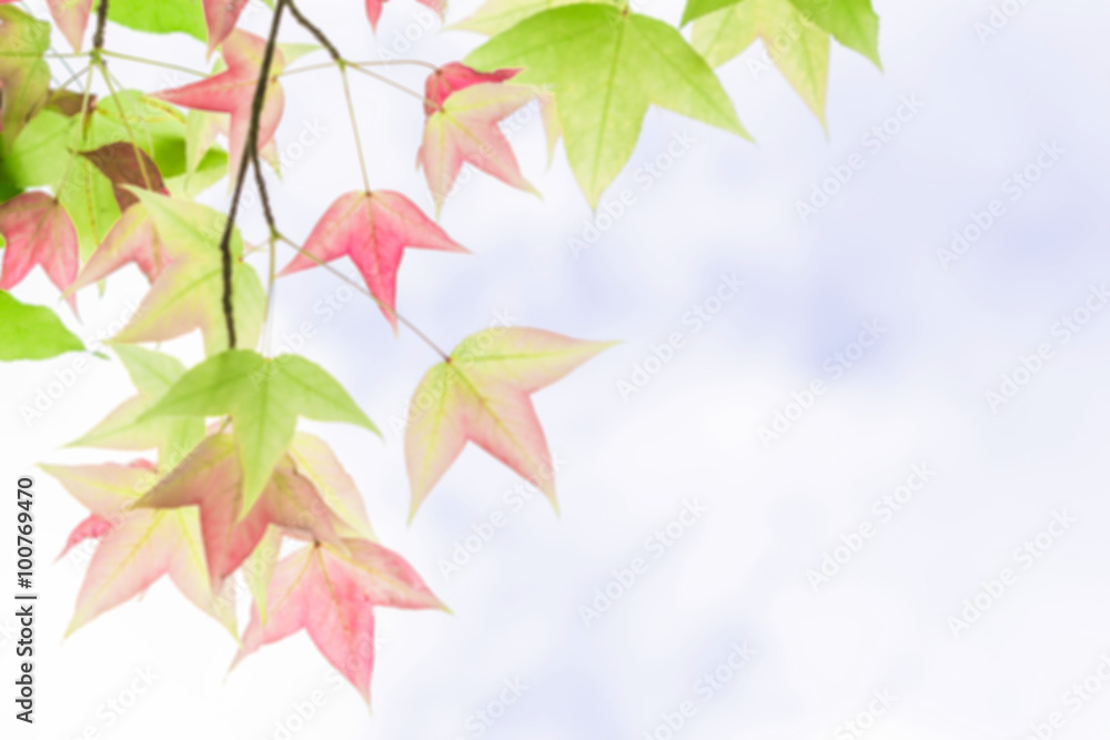 Blurred maple leaves with copy space Blurred maple leaves with copy space