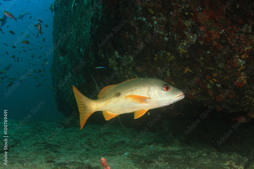 Fish coral reef sea ocean underwater Fish coral reef sea ocean underwater