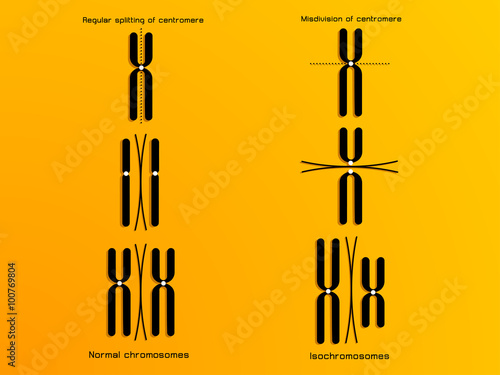 vector illustration of the chromosome