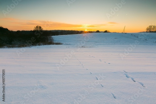 Beautiful winter fields and trees landscape