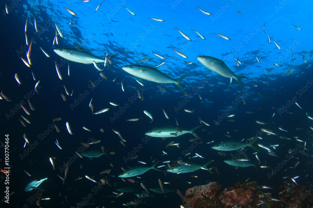 Tropical fish coral reef sea ocean underwater Tropical fish coral reef sea ocean underwater