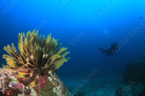 Scuba diving exploring coral reef Similans Thailand