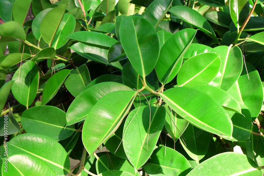 Obraz premium Green bush background