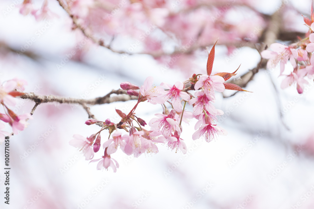 Spring Sakura Cherry Blossom