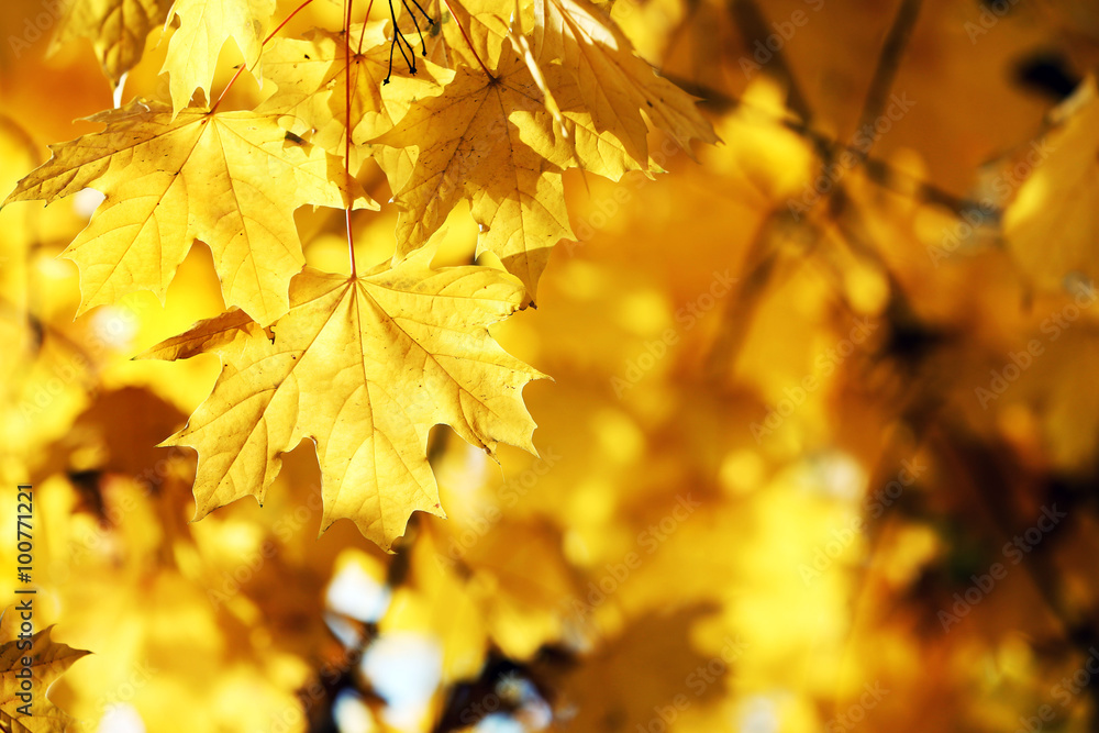 Golden autumn leaves background, close up Golden autumn leaves background, close up