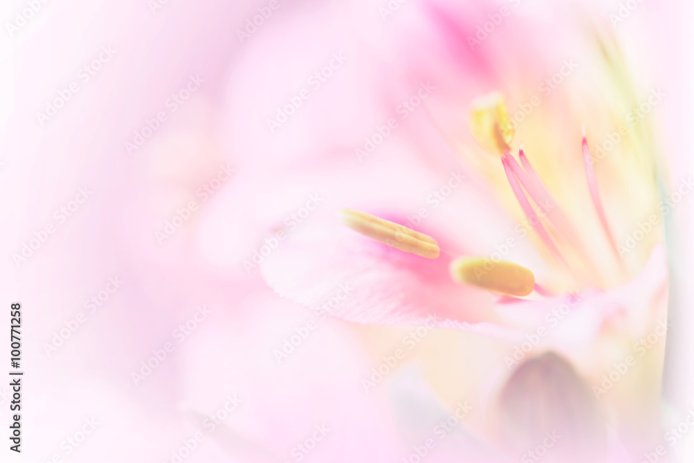 Sweet pastel color petal lily in soft color and blur style for b