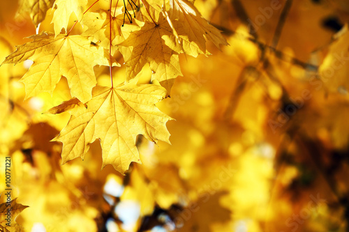 Golden autumn leaves background  close up