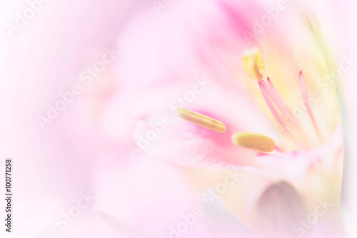 Sweet pastel color petal lily in soft color and blur style for b © teen00000
