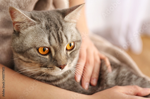 Woman holding lovely grey cat, close up