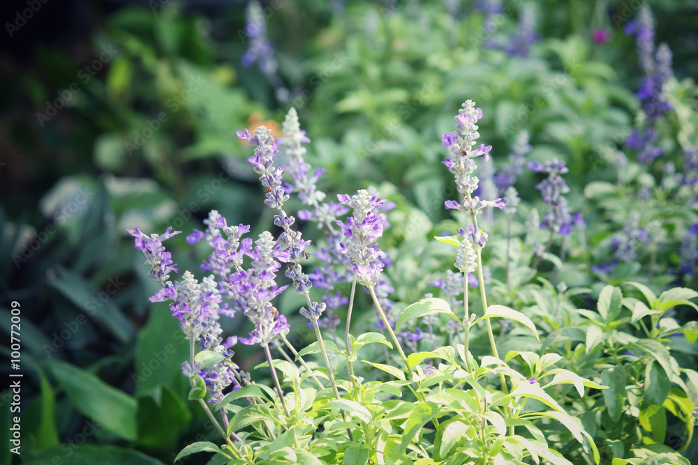 Obraz premium Purple salvia flowers