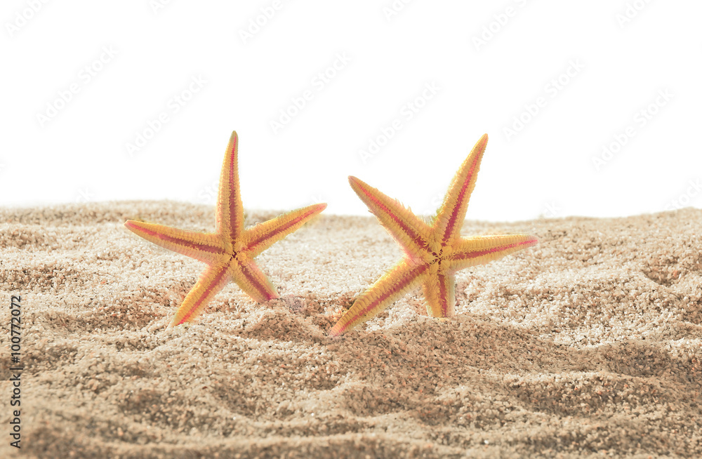 Sea stars on sand isolated on white Sea stars on sand isolated on white