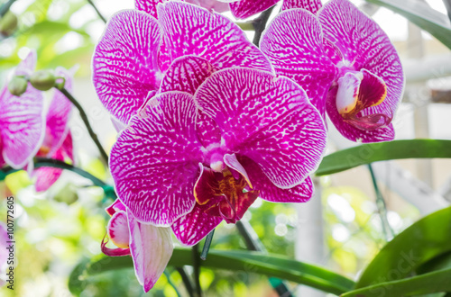 Fototapeta Naklejka Na Ścianę i Meble -  orchid flower,soft focus