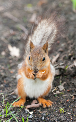 squirrel eats seeds