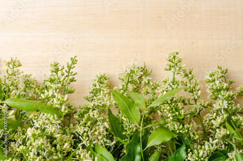Wallpaper Mural Tender medical neem leaves and flower Torontodigital.ca