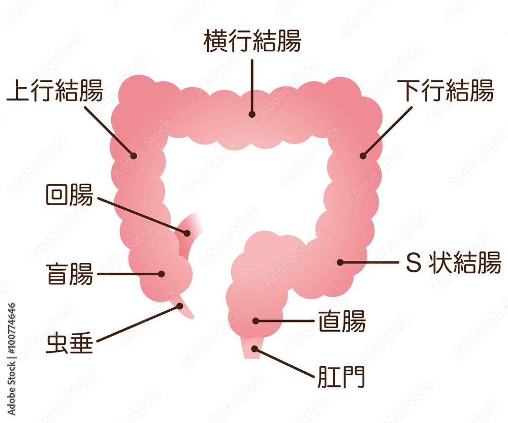 大腸 しくみ 名称 Stock イラスト Adobe Stock