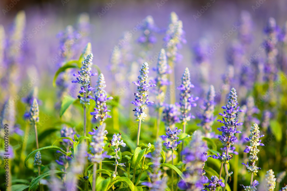 Fototapeta premium Lavender Flowers field in the garden.