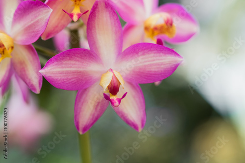 orchid flower soft focus