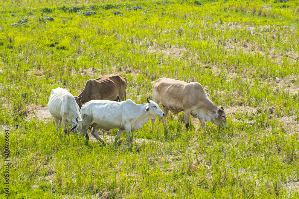Thai cow background; Thailand, eating grass