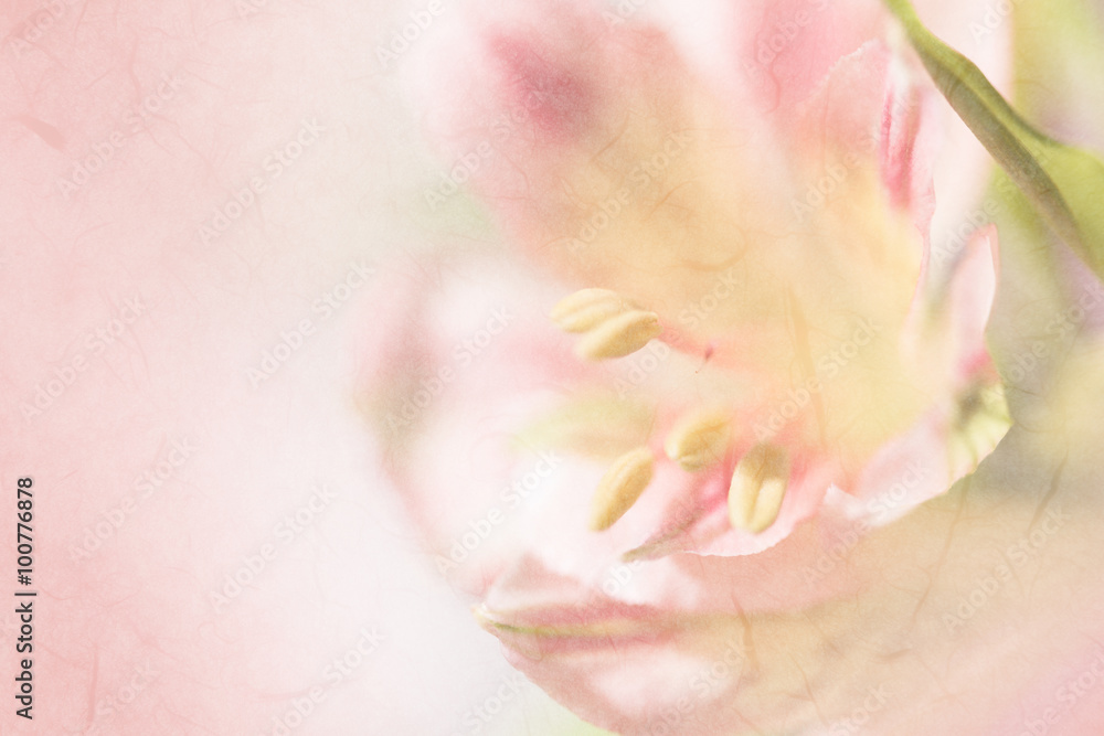 Fototapeta premium Vivid sweet pastel color petal lily in soft color and blur style