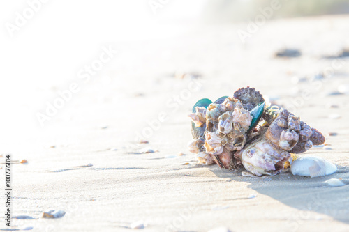 Shells or Conch on sand beach in the morning.