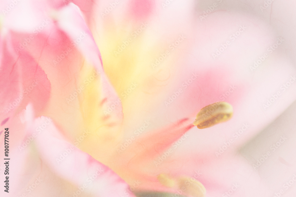 Vivid sweet pastel color petal lily in soft color and blur style